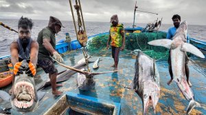 Шестой день мы провели в открытом море и поймали много крупной рыбы