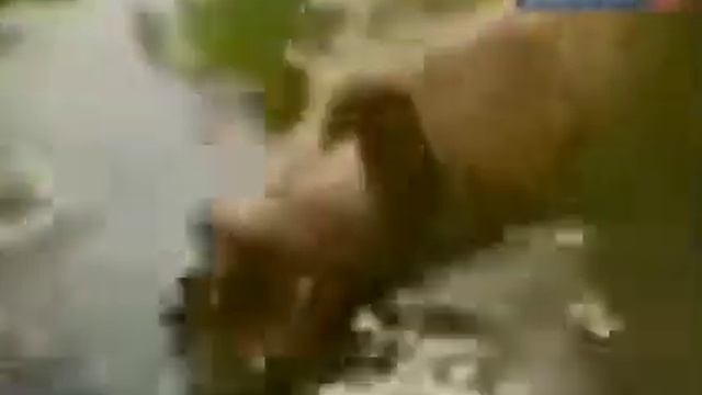 (ВИДЕО НЕ МОЁ) ПОТЕРЯННОЕ ВИДЕО ПРО ЩУКУ КЛЮКУ ИЗ СЕКРЕТОВ ЛУНТИКА