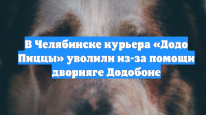 В Челябинске курьера «Додо Пиццы» уволили из-за помощи дворняге Додобоне