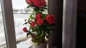 Молочай Миля. Как ухаживать за цветком в домашних условиях