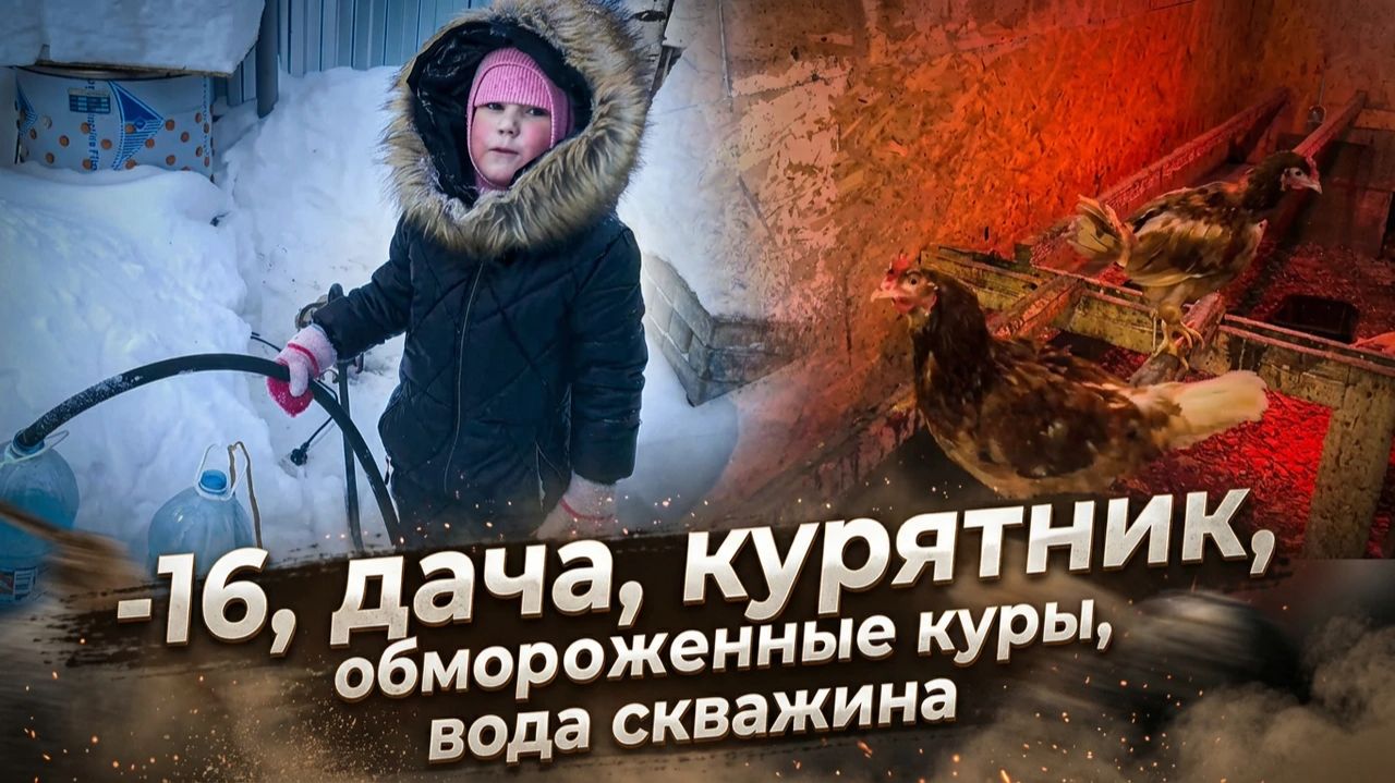 обморожение кур, но они несутся
