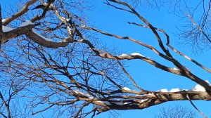 Киров. Пруд у цирка в феврале