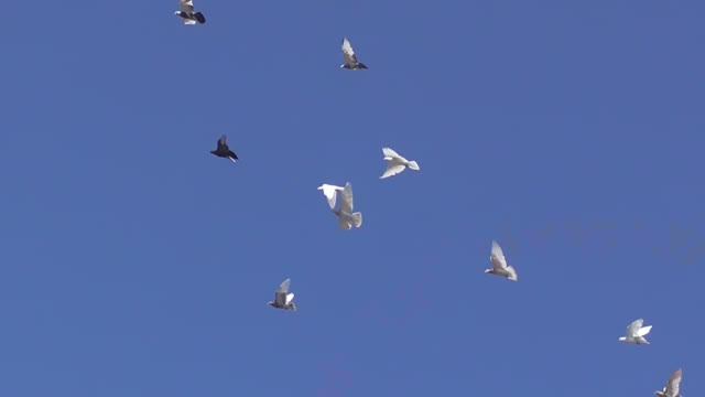 Стихи про голубей, собственного сочинения. Немного поэзии ,А также игра бойных голубей.отрывокизлета смотреть онлайн