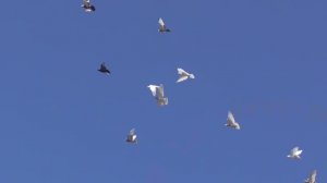 Стихи про голубей, собственного сочинения. Немного поэзии ,А также игра бойных голубей.отрывокизлета