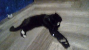 моя кошка Эльза играется с наклейкой