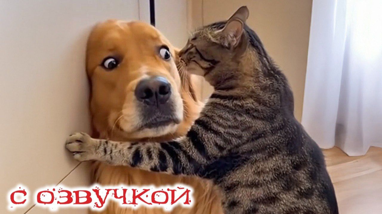 СМЕШНО ДО СЛЕЗ Приколы_с_котами и кошками!Смешные_коты!_Самые_смешные_животные!Смешная озвучка смотреть онлайн