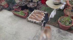 Скоро весна и надо наводить порядки во дворе.