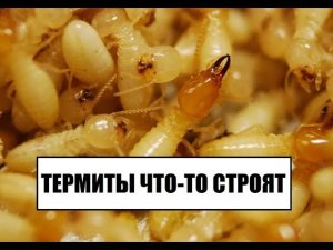 Большая семья маленьких термитов Coptotermes formosanus (Formosan subterranean termites colony)