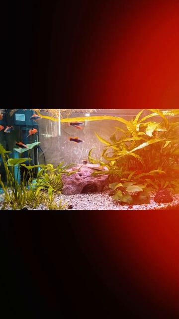 🫧Рыбки в Банке🐠 🫧Рыбки в Банке🐠