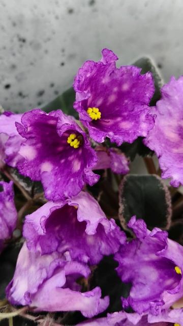 Фиалка Nik-Кони в Яблоко