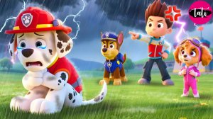 Щенячий патруль и Маршалл. Залипательное видео. Мультфильм для детей и малышей. Анимация 286