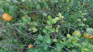 Замена лимонам на западе России ☝️😃