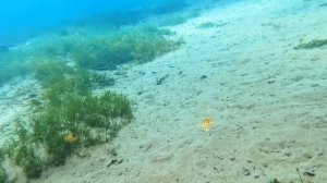 Айсдайвинг на Байкале