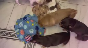 У малышей маленькая обновочка.