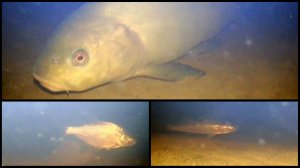 Под водой #36