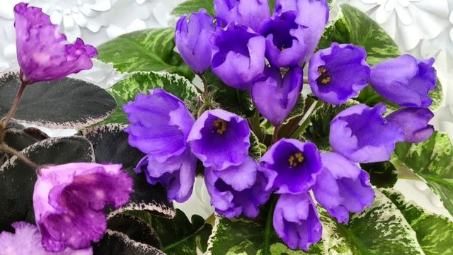 Фиалки Nik-Кони в Яблоко и КНН-Крокус