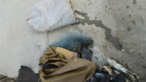 хоразим балик