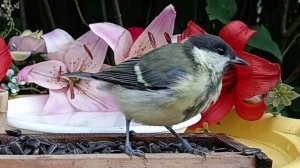 Видео для Кошек