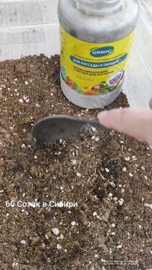 25 лет сажаю так РАССАДУ ОГУРЦОВ! Секрет лучшего посева огурцов!