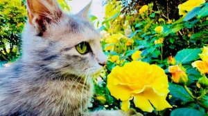 Мы с кошкой МонаЛизой едем домой к котятам и носушатам и показываем вам КРАСОТУ Тайгана!