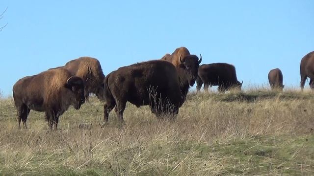 БИЗОНЫ смотреть онлайн