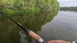 🔺️🎣ОКУНЬ🎣🔺️fishing#туризм#природа#ловля#рыбалка#щука#ловлящуки#ночевка#Чулым#река#спиннинг