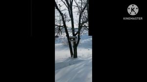 у меня получилось зделать видео с сиреноголовым жираф в поле