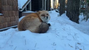 Лиса-Алиса. Королева снежной горы