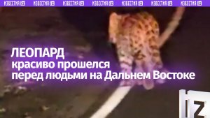 Полосатое дефиле: дальневосточный леопард красиво прошел по трассе