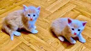 УРА! Два Персика ВСТРЕТИЛИСЬ!!! Мы сегодня отдаем ТРИ КОТЕНКА, но примет ли МонаЛиза  новых котят?