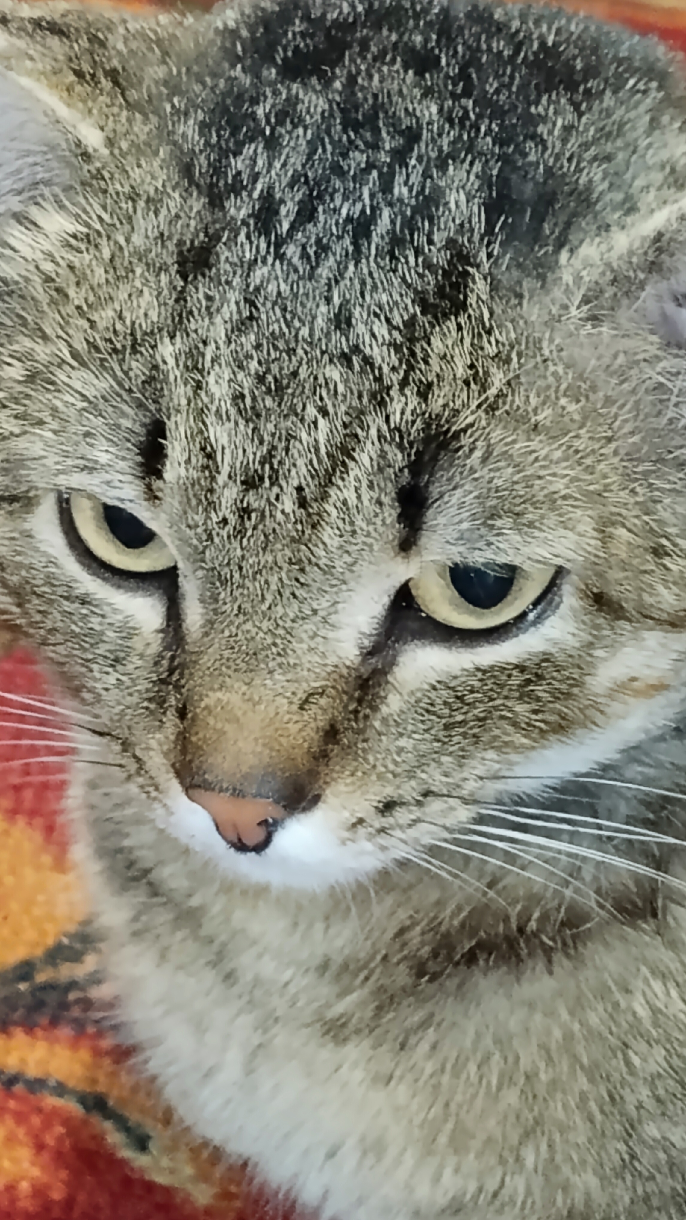 Достала ты, старушка!😂 Юмор с животными.  23-02-2026