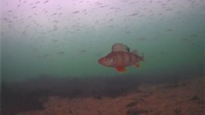 Нужна ли Подводная  Камера  для ЗИМНЕЙ РЫБАЛКИ ?