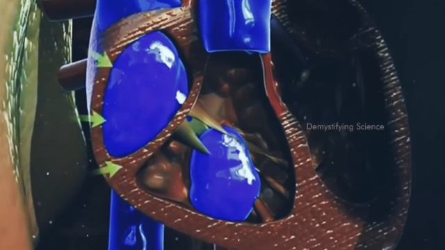 heart human смотреть онлайн