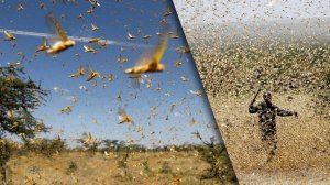 Безумные Нашествие Животных Снятых на Камеру