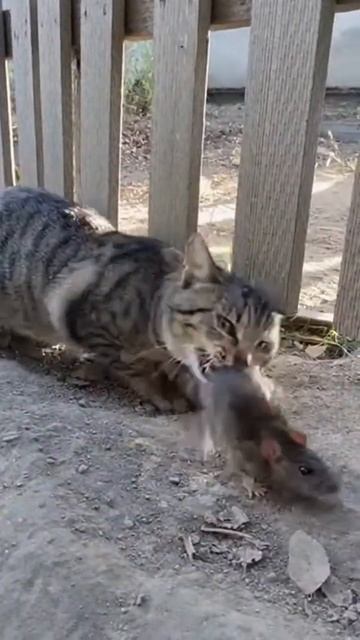 Кот поймал крысу смотреть онлайн