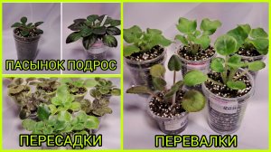 Пасынок подрос. Пересадки/перевалки фиалок.