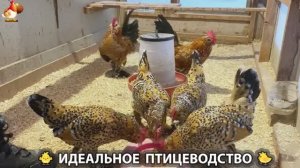 Идеальное птицеводство достойно восхищения 🐓🦆🦢🦚🦃🐔 эпизод (461)