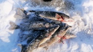 ОХОТА НА ЗУБАСТУЮ: ЩУКА НА ЖЕРЛИЦЫ ЗИМОЙ