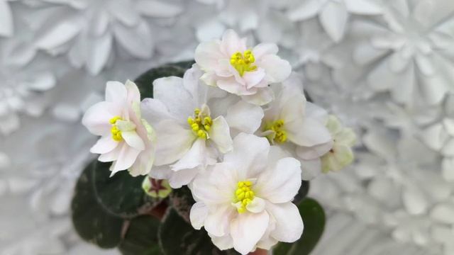 Фиалка Golden Eye