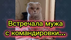 КОШКИ С ОЗВУЧКОЙ.