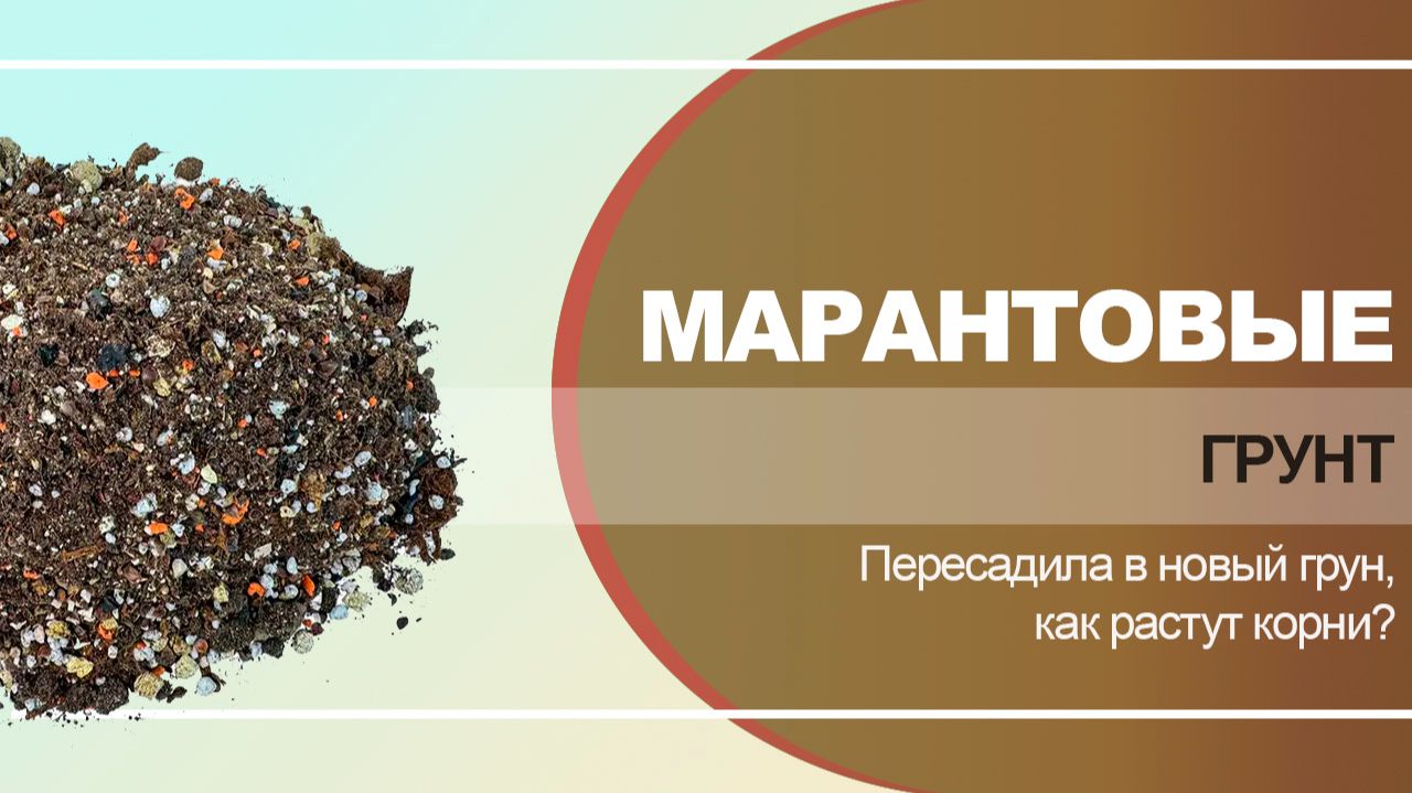 Марантовые. Как развивается корневая система в новом грунте.