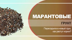 Марантовые. Как развивается корневая система в новом грунте.