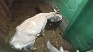 Отвечаю на ваши вопросы.