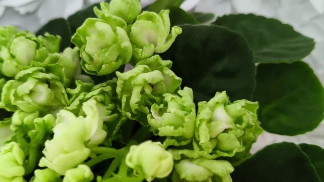 Фиалка Hunter's Cabbage Goddess