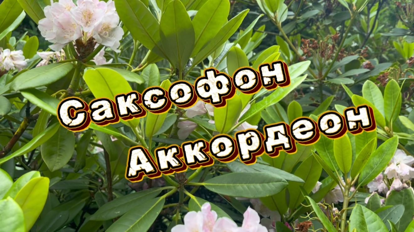 Прекрасный саксофон и аккордеон, красивая музыка для души