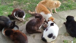 Про нас с мамой и стаю кошек. 😺🐱😽🥣