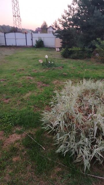 Ворон Гриша 1-й день строительства. Подготовка не удалась