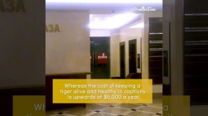 Тигры это вам не домашние животные