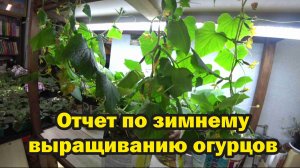 Стоит ли выращивать огурцы зимой на искусственном свету?