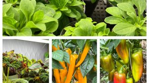 Сею перец! Выбор сортов! О рассаде!